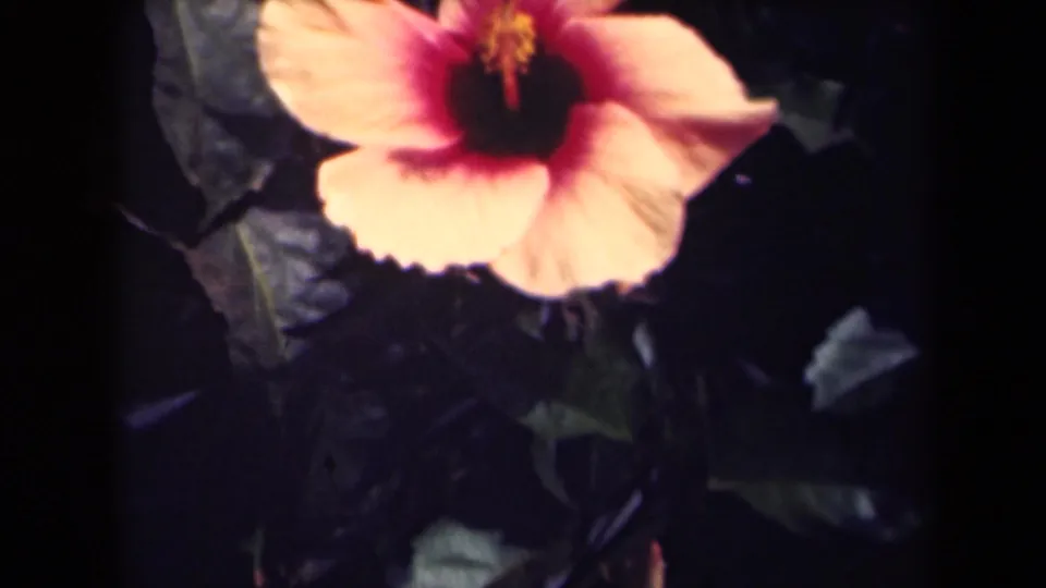 Metadata-supported 1944 Kauai frame showing a hibiscus flower filling the upper portion of a grainy 8mm home-movie shot.