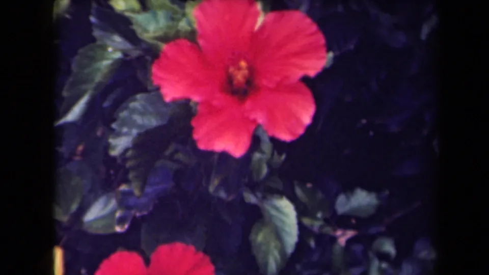 1944 Kauai 8mm close-up of red hibiscus flowers and glossy tropical foliage.