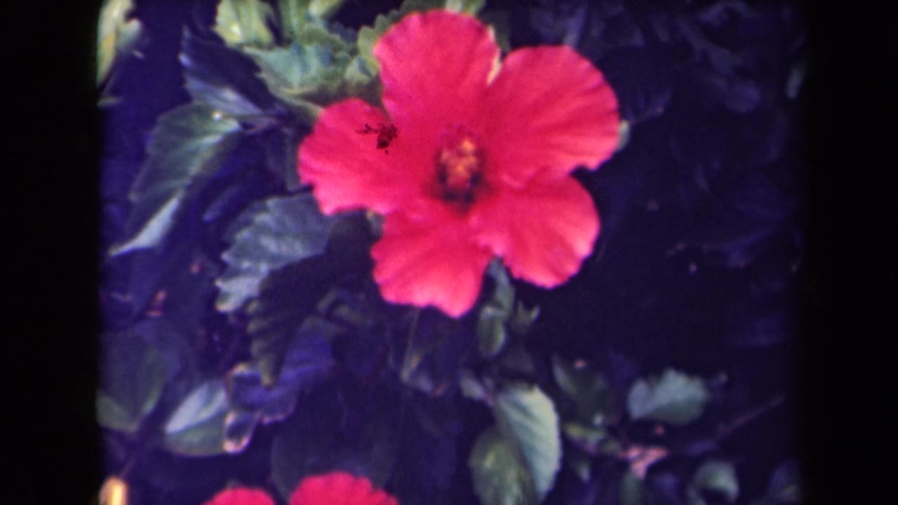 Red hibiscus flower against dark green foliage on an 8mm frame.