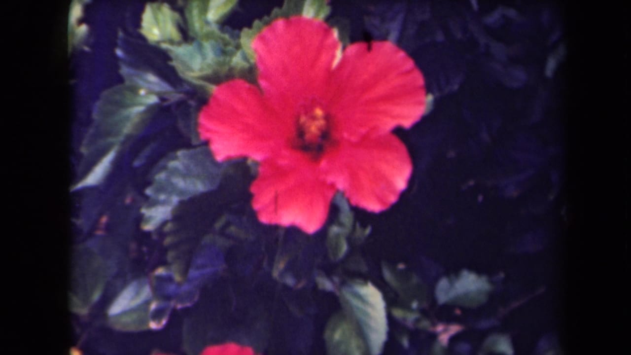 The hibiscus remains centered in a soft, saturated 8mm view, with Kauai location supported by clip metadata.