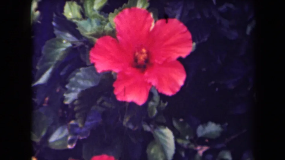 The hibiscus remains centered in a soft, saturated 8mm view, with Kauai location supported by clip metadata.