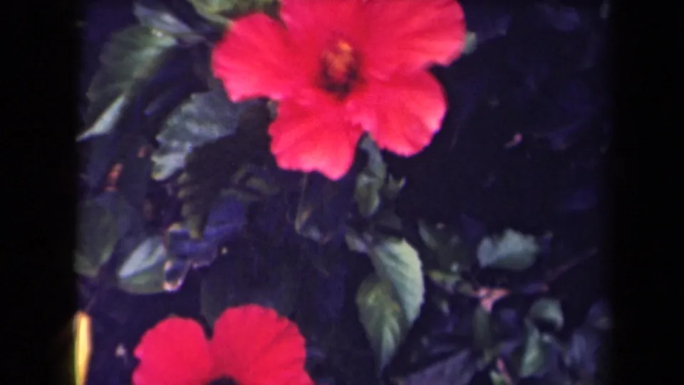 A close 8mm view crops the red hibiscus blossom tightly, with leaves and shadows filling the Kauai garden background.