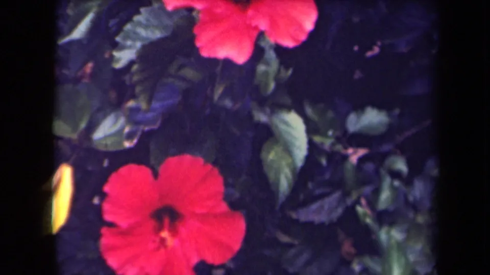 A second red hibiscus bloom appears lower in the 8mm frame beneath leafy foliage, consistent with the Kauai garden clip metadata.