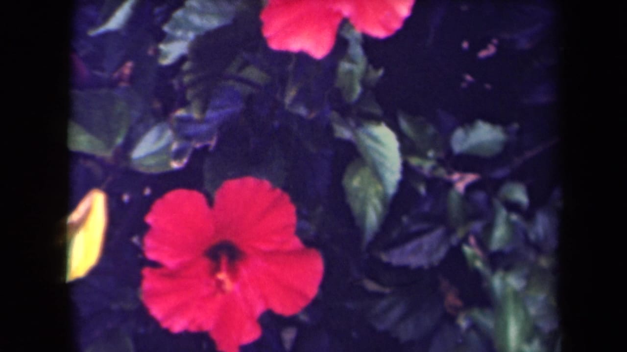 Red hibiscus flower and yellow bud in tropical foliage, from archival 8mm footage identified as Kauai, Hawaii, 1944.