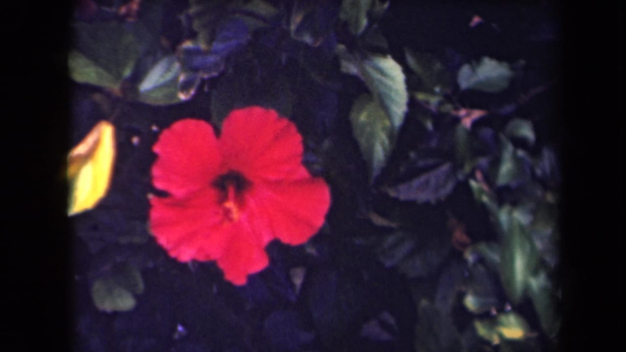 Red hibiscus blossom surrounded by glossy foliage in archival Kauai, Hawaii 8mm home-movie footage.