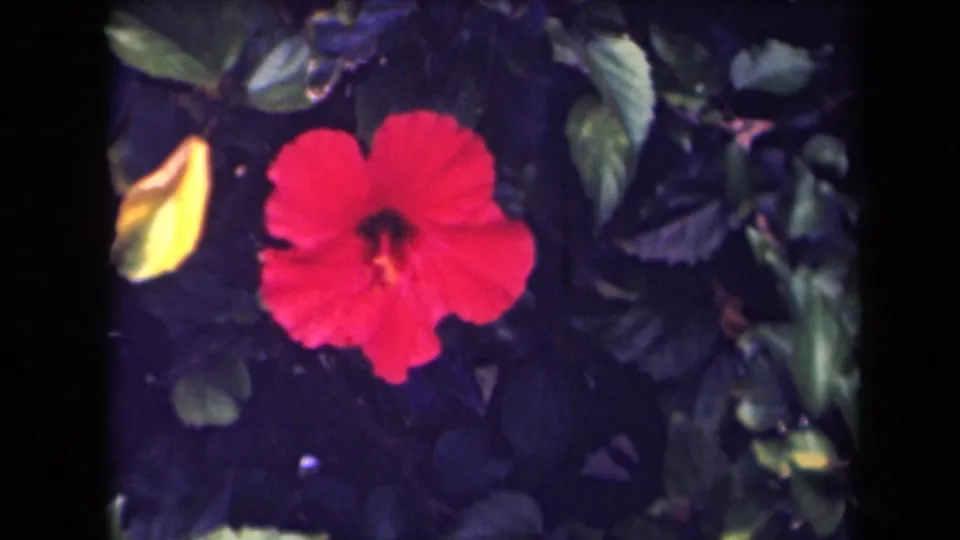Close hibiscus view with red petals, yellow bud, and dark tropical leaves in 1940s Kauai home-movie footage.