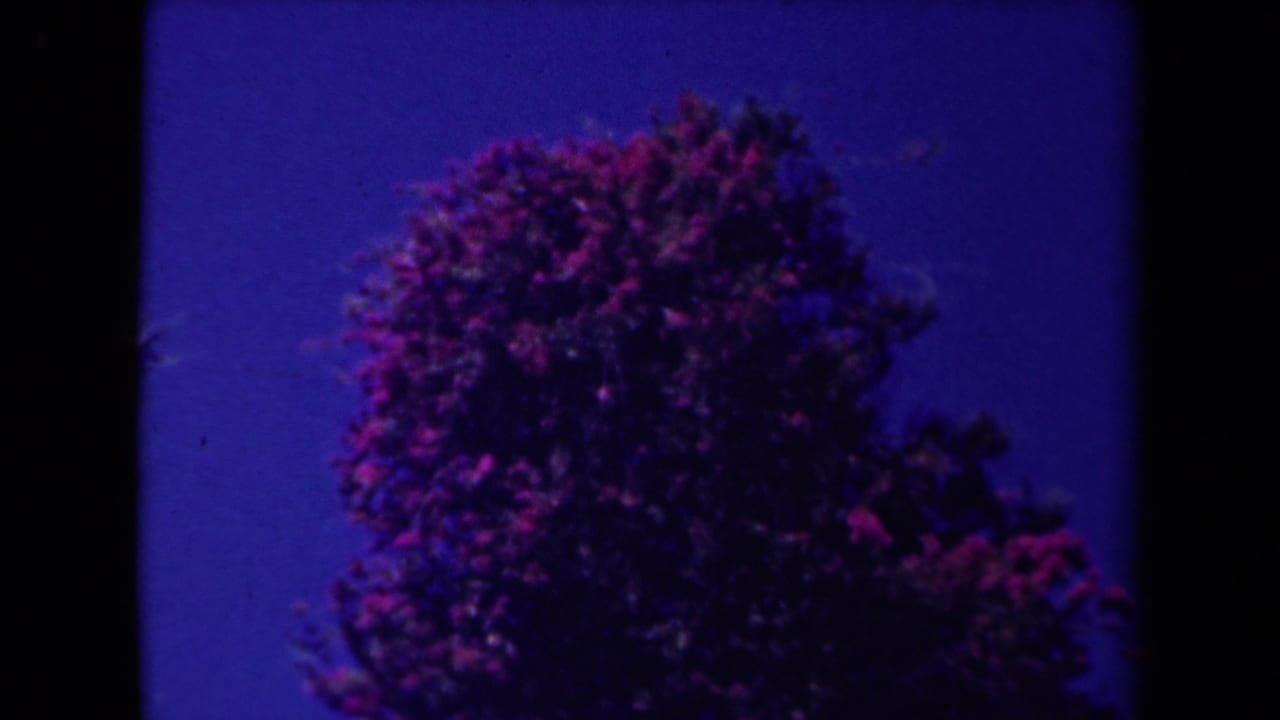 Pink flowering shrub against deep blue sky within rounded 8mm frame edges.