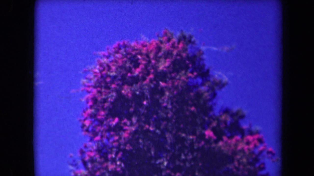 Pink flowering tree canopy against blue sky with dark film border.