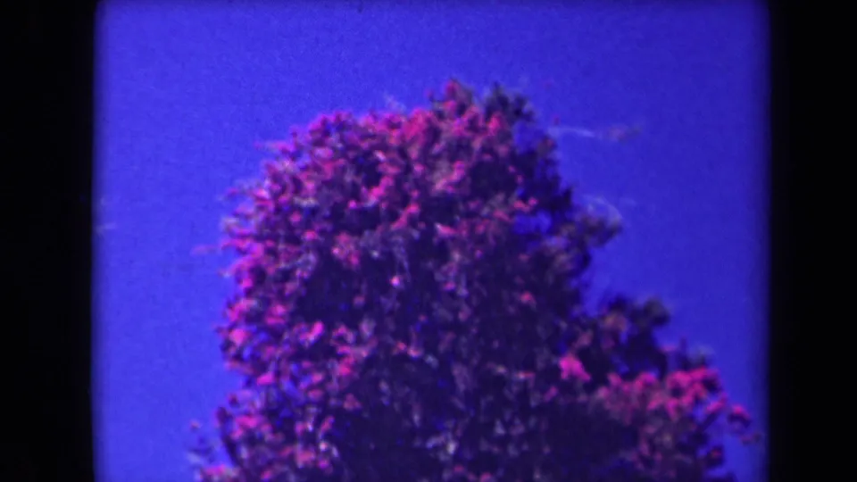 1940s Kauai 8mm frame showing a pink flowering canopy against a saturated blue sky.