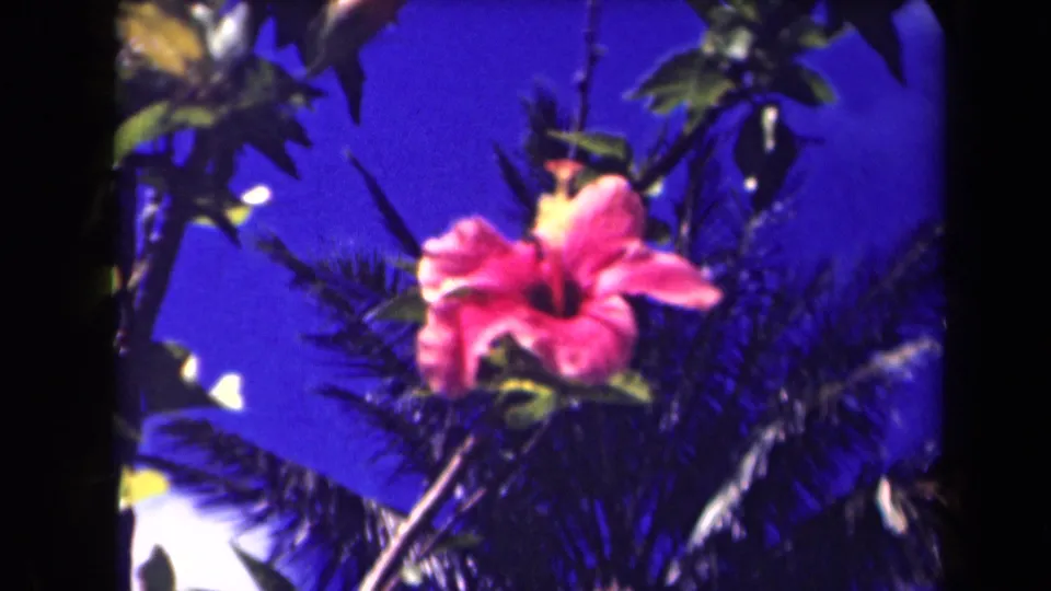 1940s Kauai home-movie frame of a pink tropical flower framed by leaves and palm fronds.