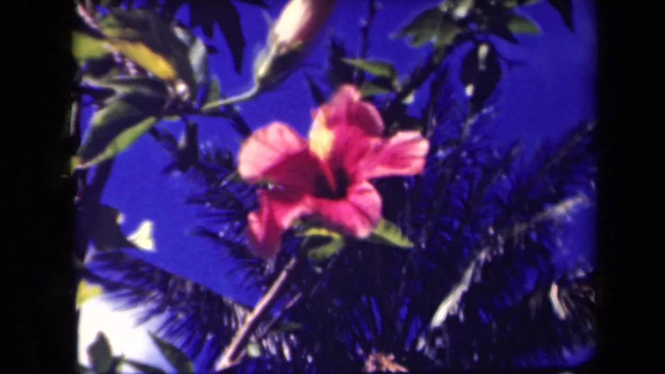 1940s Kauai 8mm frame showing a pink tropical blossom surrounded by leaves and palm fronds.