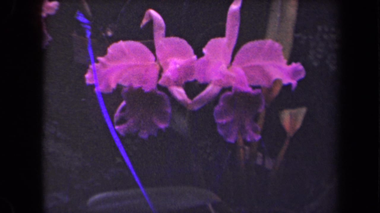 Pink-purple ruffled orchids against dark tropical foliage.