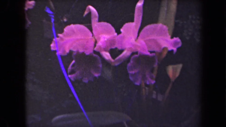 Pink-purple orchids fill the frame in 1944 Kauai 8mm home-movie footage, with dark foliage and visible scan borders.