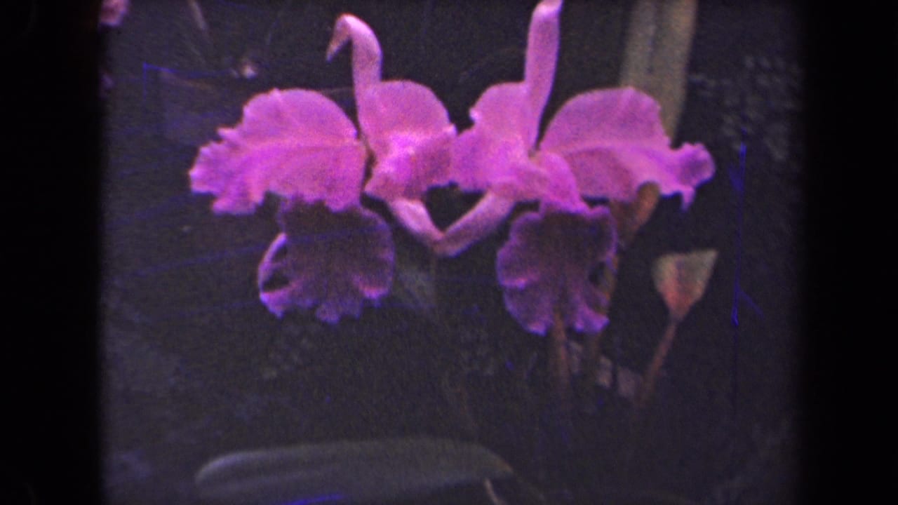 Two pink-purple orchids appear in a close 1944 Kauai 8mm frame, with dark garden foliage and a small pale flower at right.