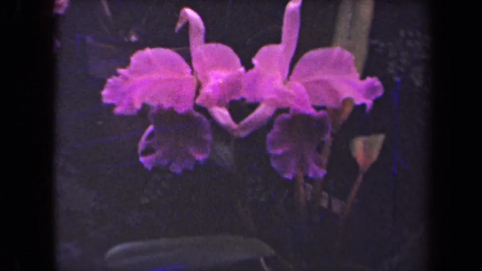 Two pink-purple orchids appear in a close 1944 Kauai 8mm frame, with dark garden foliage and a small pale flower at right.