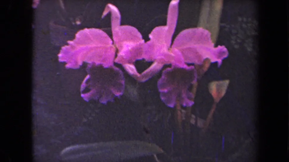 A close 1944 Kauai 8mm view shows pink-purple orchids with ruffled petals, soft grain, and shadowed tropical foliage.