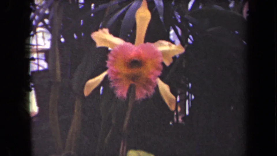 A yellow and magenta tropical orchid-like flower appears in Kauai 1944 8mm footage, framed by dense dark leaves.