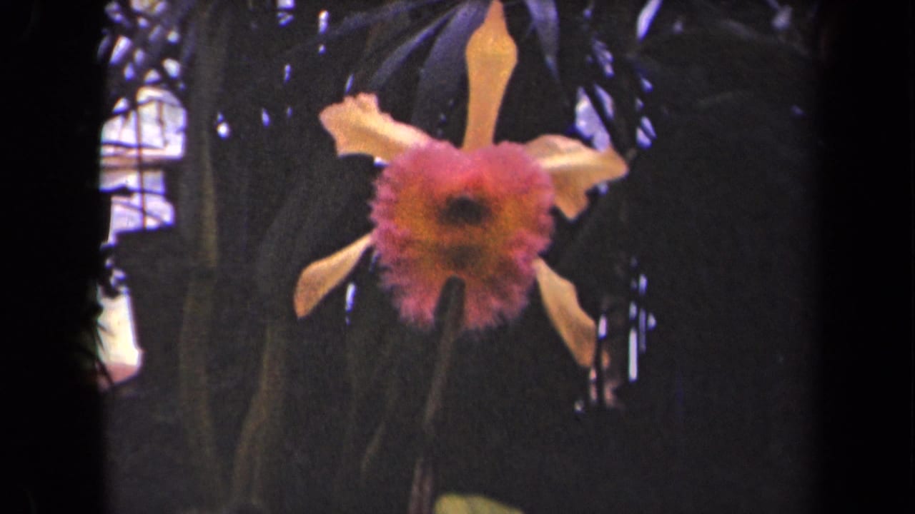 Close-up orchid with pink center and orange petals against dark leaves.