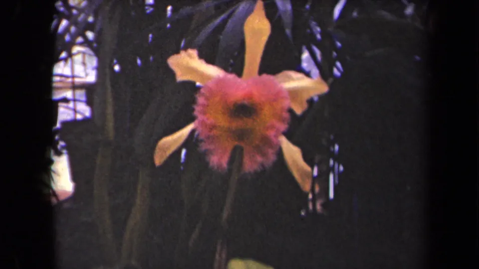 1944 Kauai home-movie frame showing a pink and orange orchid close-up against shadowed tropical foliage.
