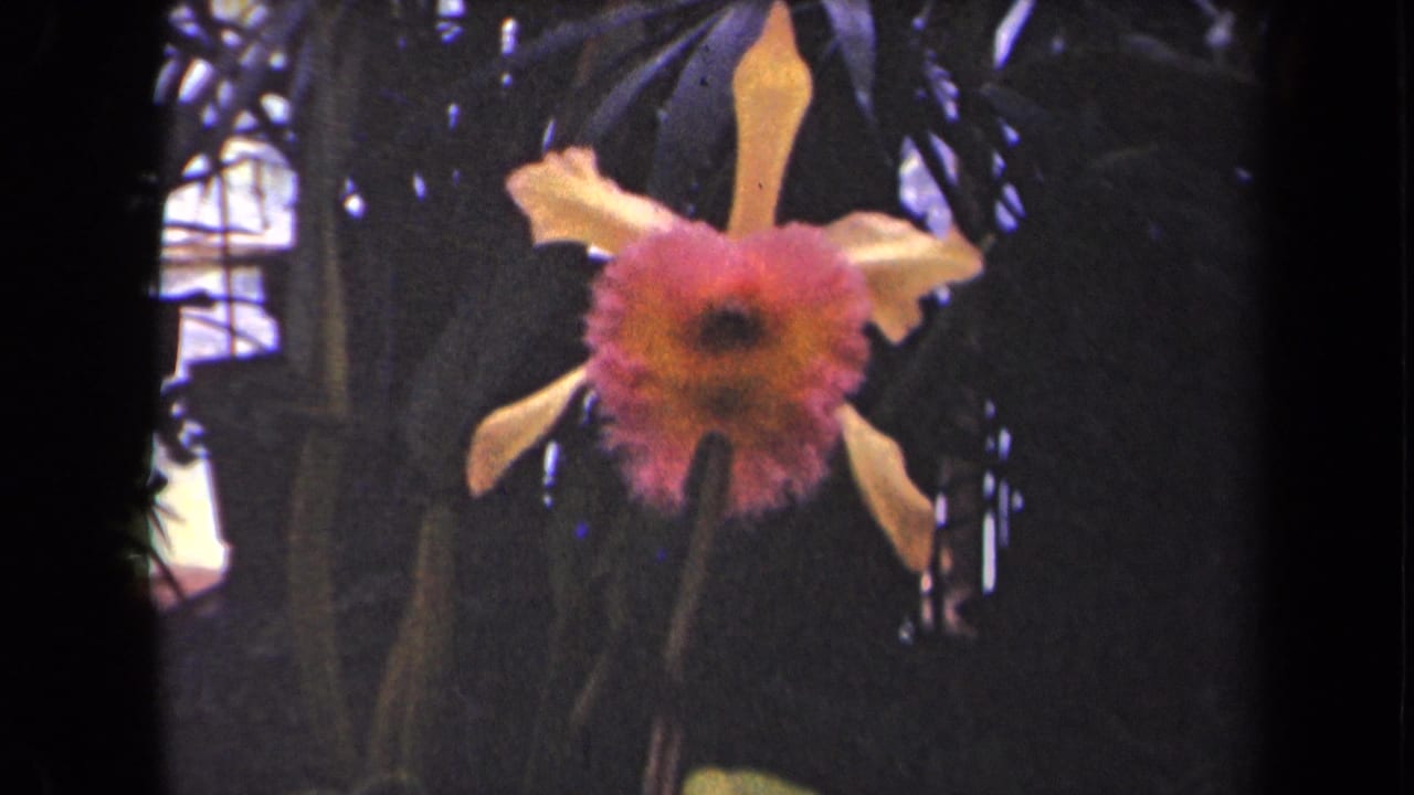 Pink and orange orchid centered in a dark leafy setting.