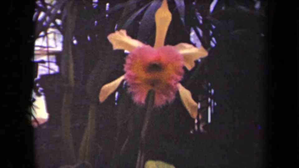 1940s 8mm frame of an orchid close-up, with pink and orange flower detail set against dim tropical foliage.