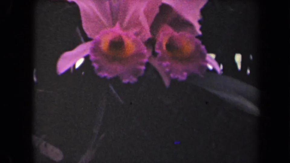 Final 1944 Kauai frame showing two pink orchid blossoms in close-up with dark foliage behind them.