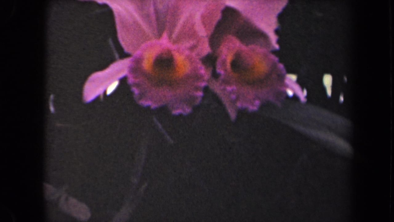 Two purple orchids with yellow centers against dark foliage.