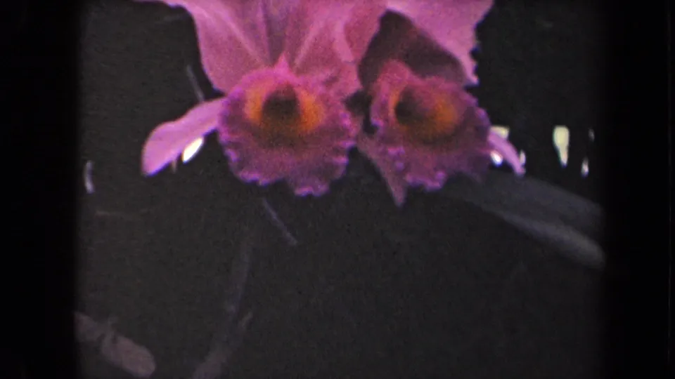 1944 Kauai 8mm frame showing two soft-focused purple orchids with yellow centers against shadowed tropical leaves.