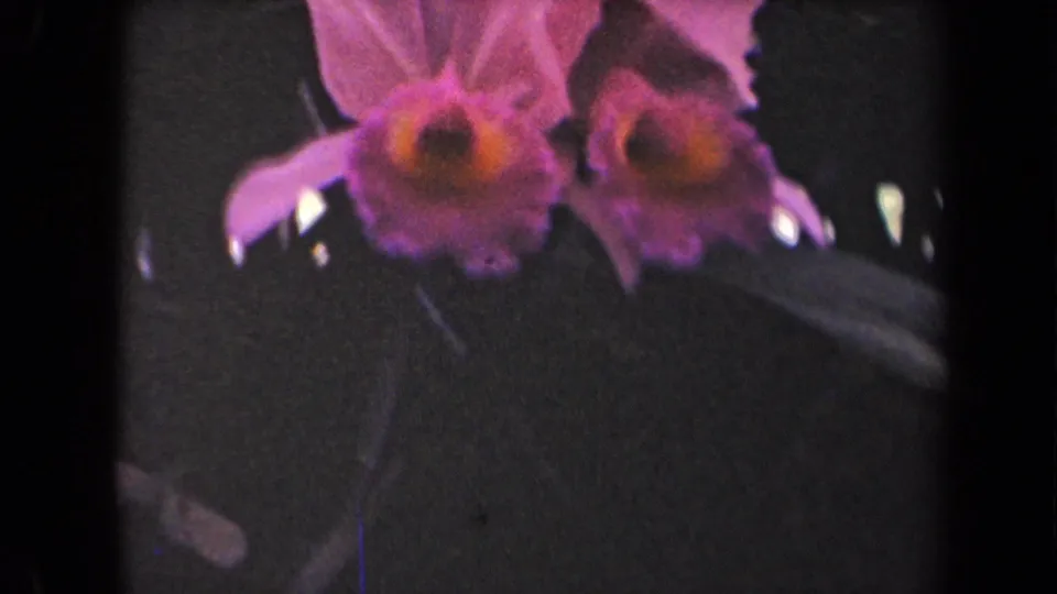 Close 8mm view of two purple orchids in Kauai, Hawaii, filmed in soft focus with dark tropical leaves behind them.