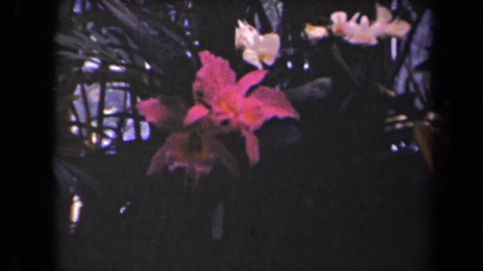 Wider 1944 Kauai garden frame showing a purple orchid and pale blossoms among dark leaves and stems.