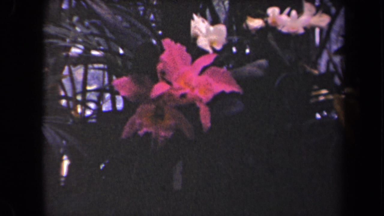 Pink flower bloom above dark tropical leaves with pale blossoms in the background.