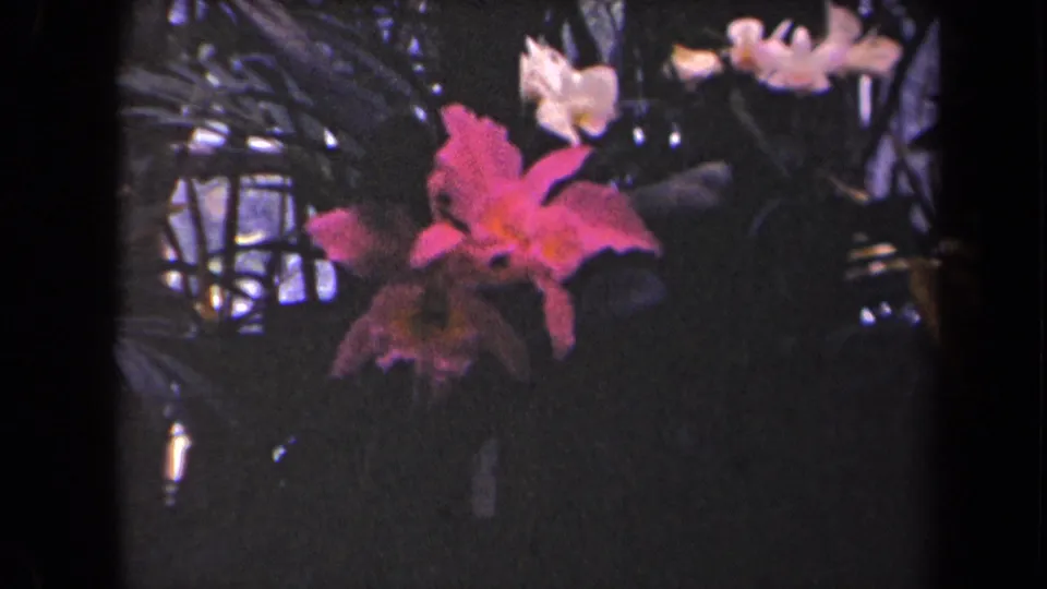 1944 Kauai 8mm frame showing a pink hibiscus-like flower among dark tropical foliage and pale background blossoms.