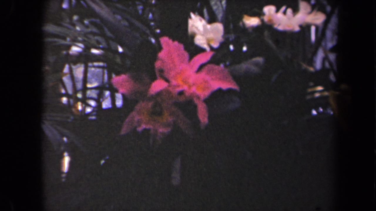 Pink flower centered in dark foliage with small pale flowers behind it.