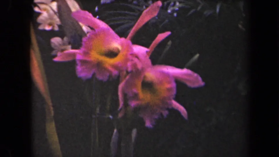 1944 Kauai 8mm close view of two pink hibiscus-like flowers with yellow centers against shadowed tropical foliage.