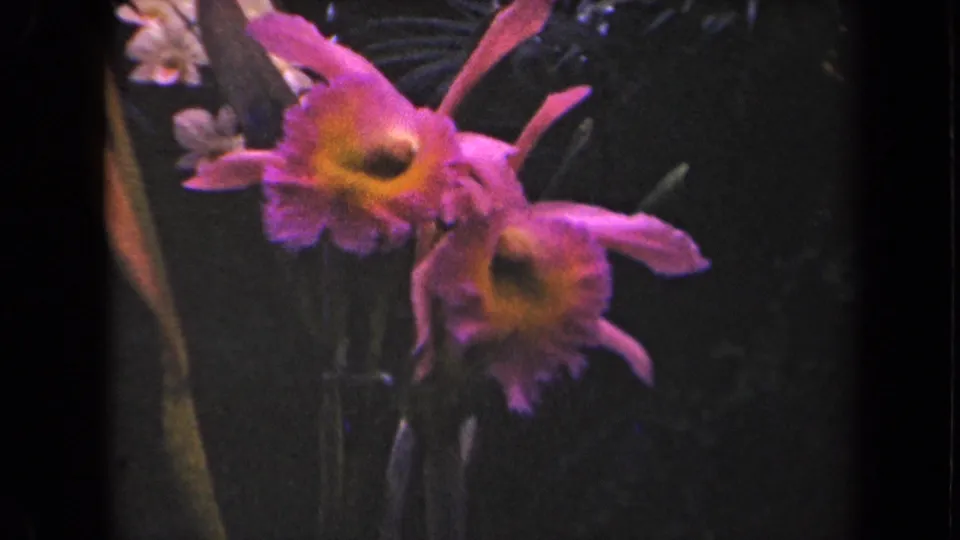 1944 Kauai 8mm frame showing paired pink hibiscus-like flowers with yellow centers in dense shadowed greenery.