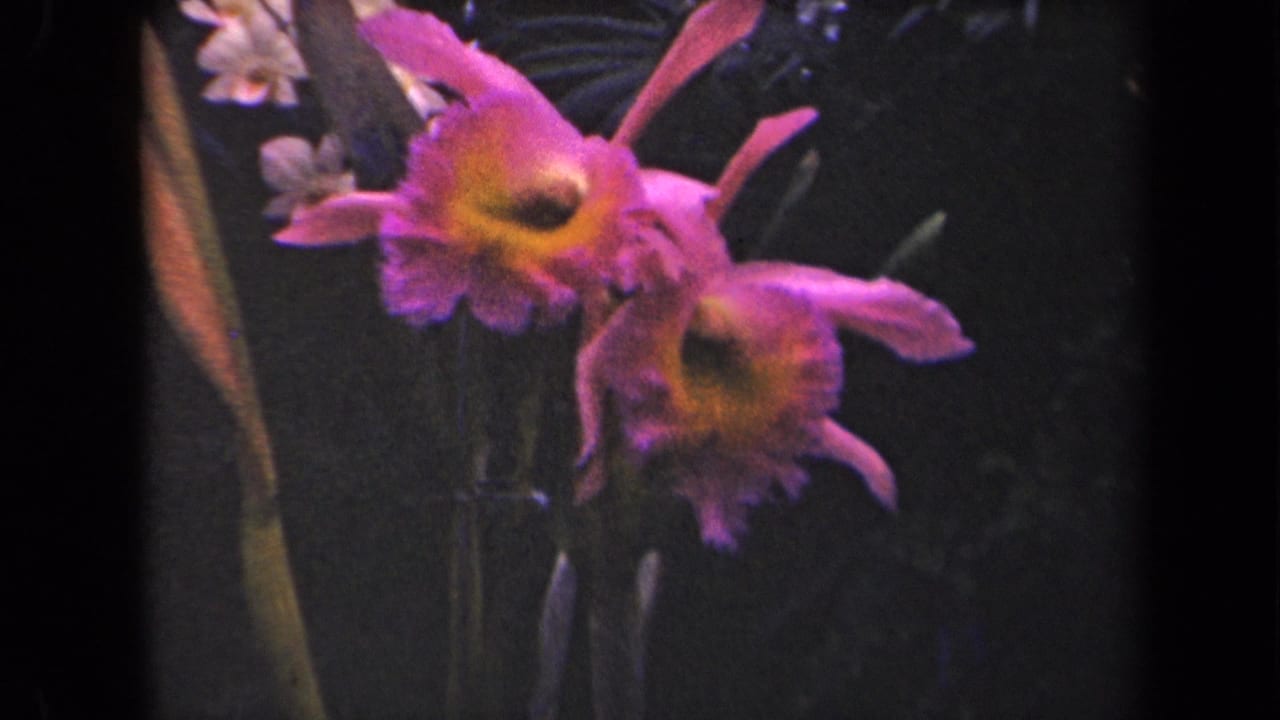 Pink orchid blooms with yellow centers against dark garden foliage.