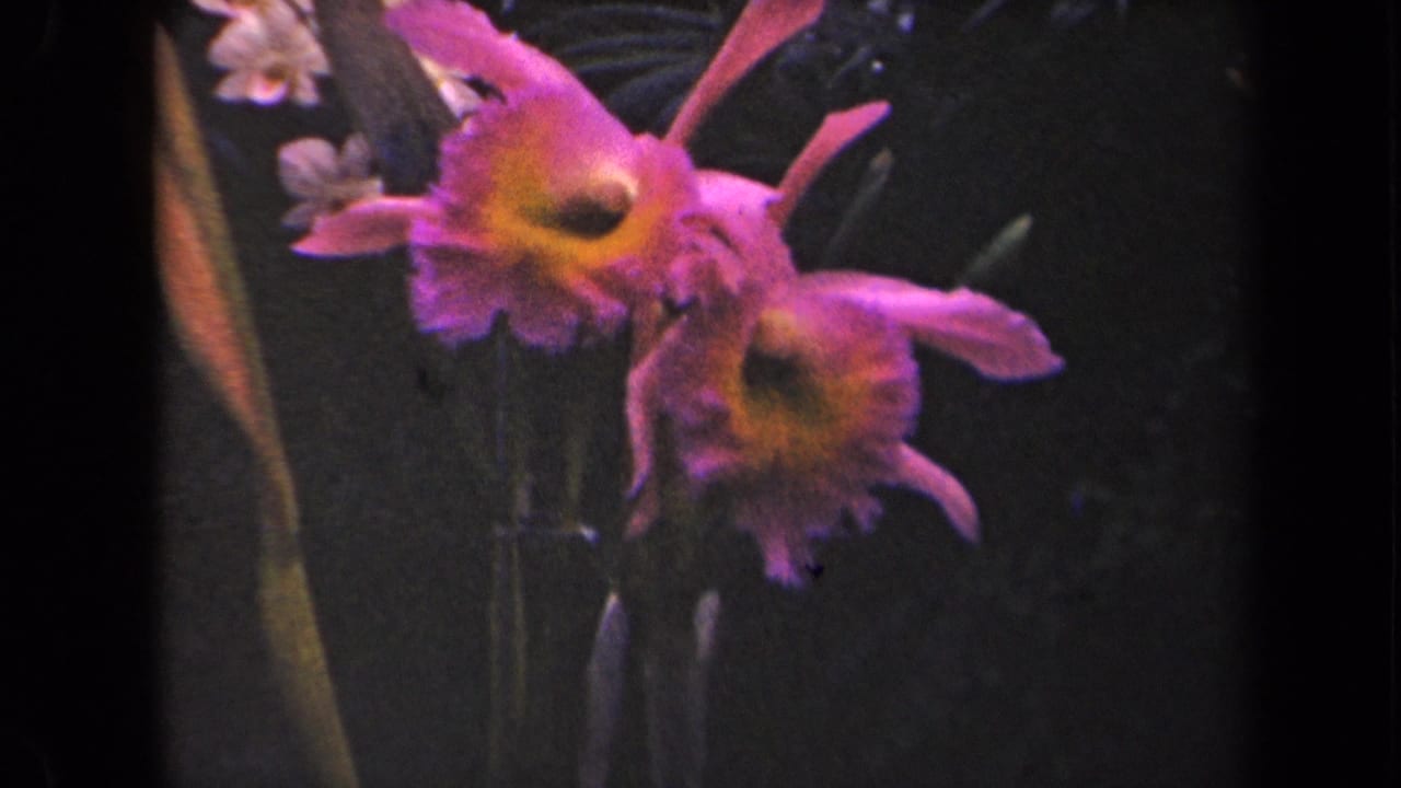 Pink orchid blooms and stems framed by dark leaves.