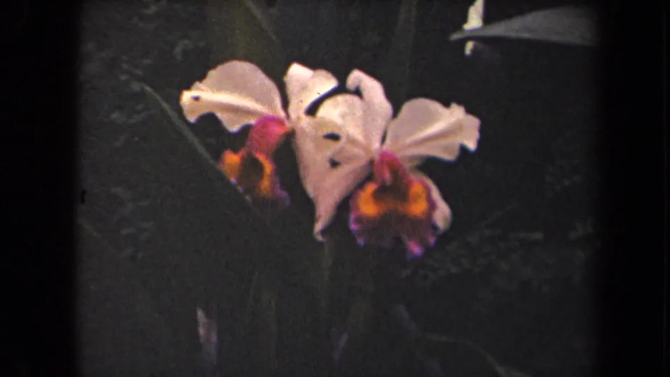 Close Kauai garden view of a creamy white orchid with a magenta and orange lip, recorded on 1944 8mm film.