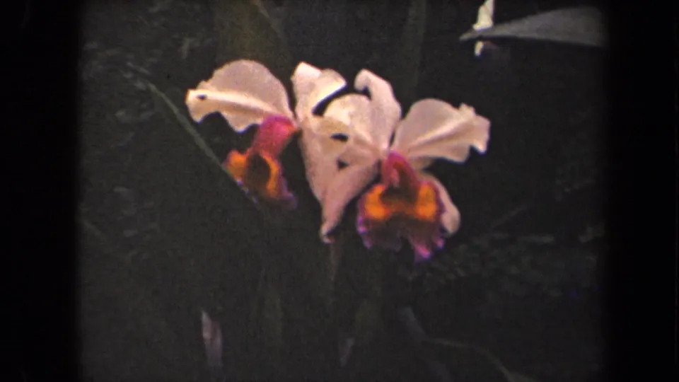 Soft 8mm frame of a white orchid bloom in a Kauai garden, with magenta and orange coloring at the center.