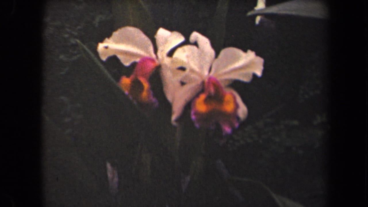 1944 Kauai 8mm frame showing white orchid-like blossoms with magenta and orange centers in tropical foliage.