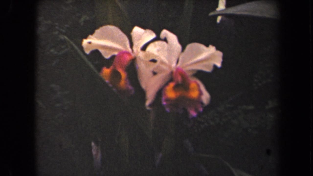 Kauai home-movie frame from 1944 showing pale orchid-like flowers held in close view against shaded leaves.