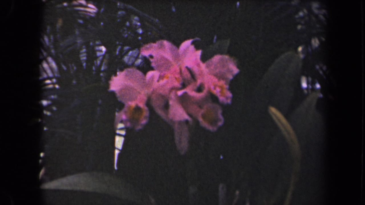Pink orchids bloom in a dense tropical garden on Kauai, Hawaii, in 1944 8mm home-movie footage.
