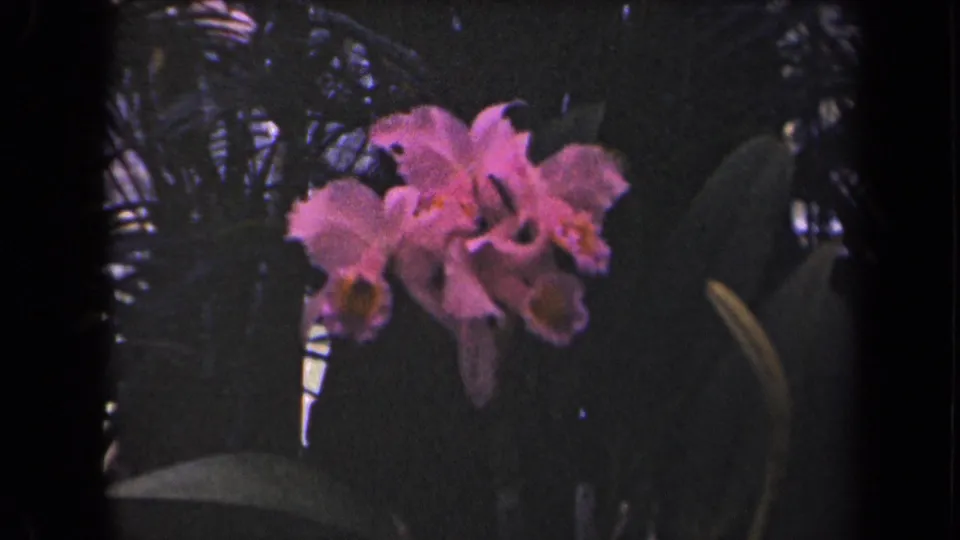 Pink orchids bloom in a dense tropical garden on Kauai, Hawaii, in 1944 8mm home-movie footage.