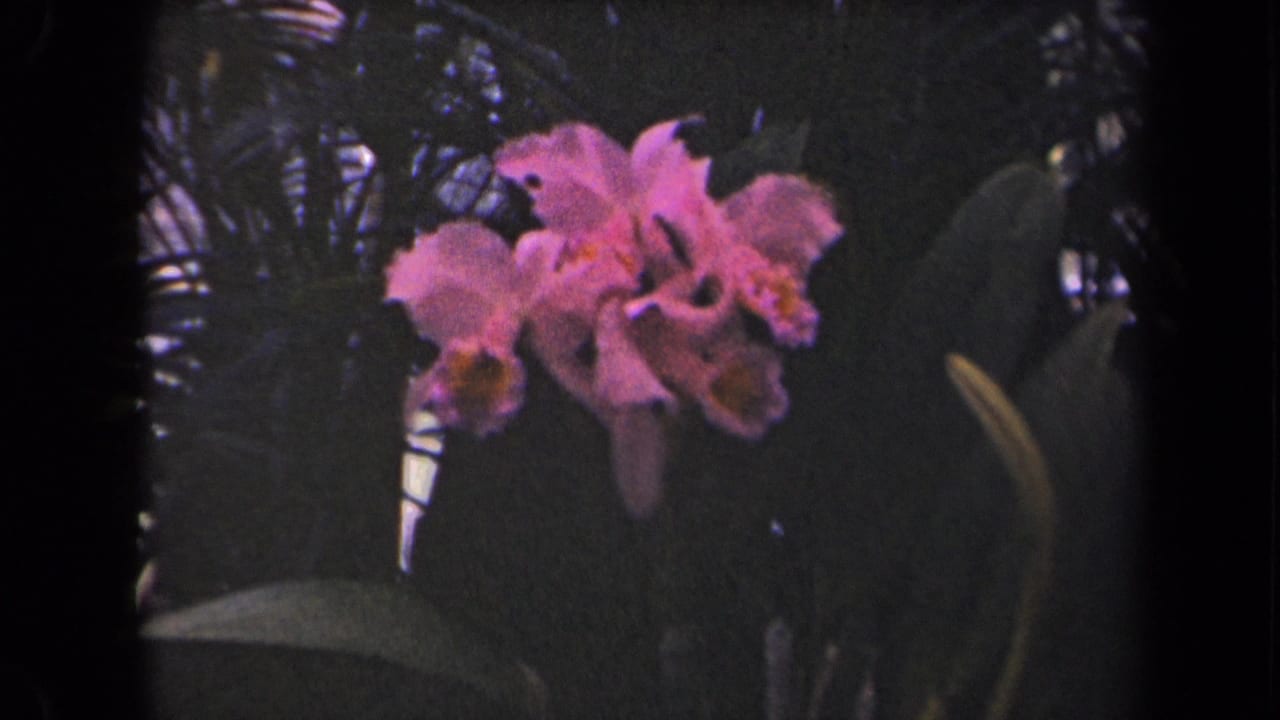 Pink orchid cluster with broad leaves in shadow.
