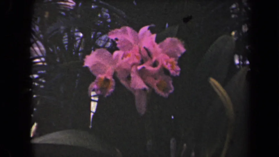 Pink orchids appear in soft focus among dark leaves and fernlike foliage in archival 8mm footage from Kauai.
