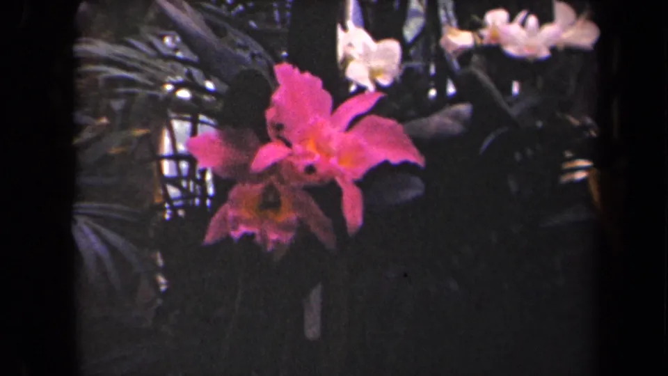 A bright pink orchid fills the lower frame, with pale flowers and shadowed tropical foliage behind it in 1944 Kauai footage.