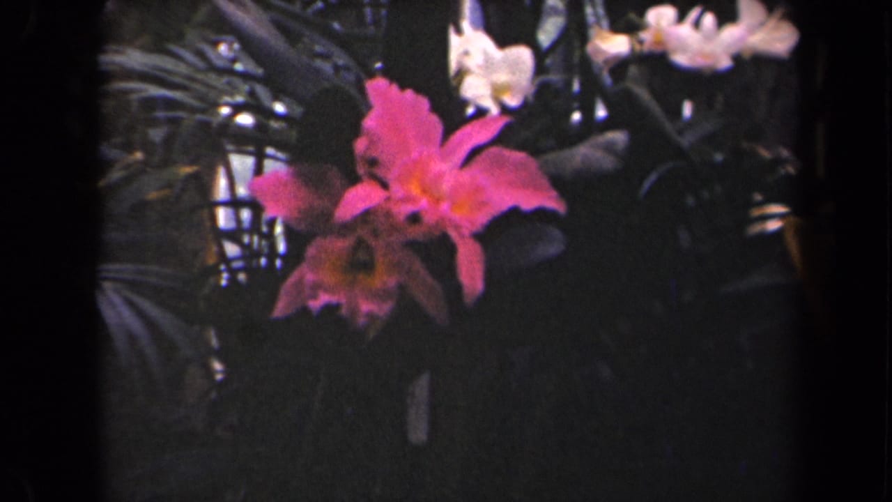 Pink orchid close-up in a likely Kauai, Hawaii 1940s 8mm home-movie garden scene.
