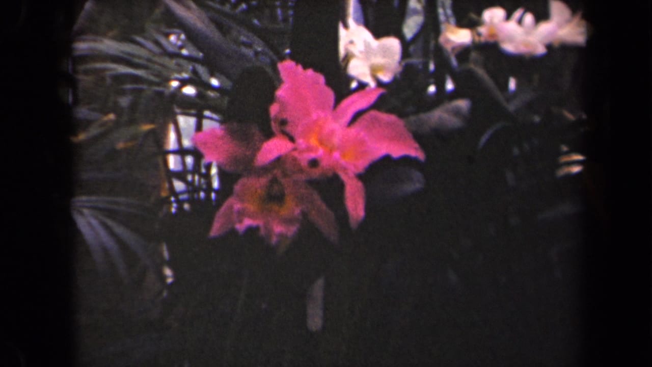 Pink orchid framed by dark leaves and pale flowers behind it.