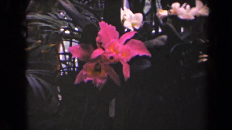 Pink orchid and surrounding tropical leaves in archival 8mm footage identified as Kauai, Hawaii.