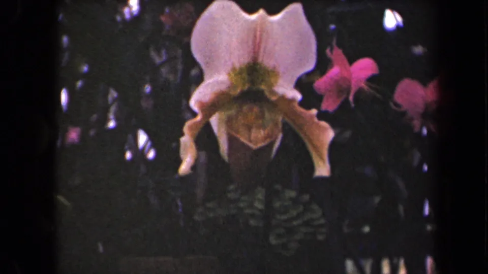Pale orchid close-up with pink blooms behind it in a 1940s Kauai home-movie frame.